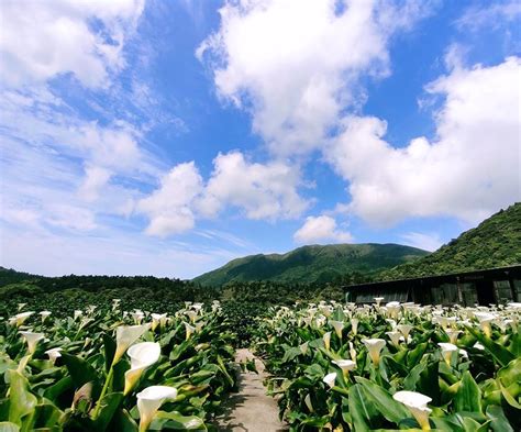 財福|財福海芋田 